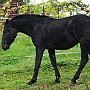 Spanish Norman Horse 1 (53)